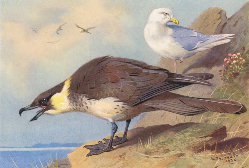  av Archibald Thorburn