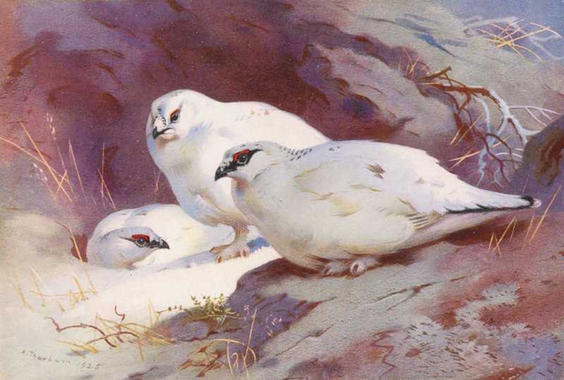  av Archibald Thorburn
