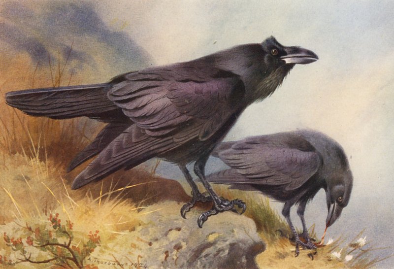  av Archibald Thorburn
