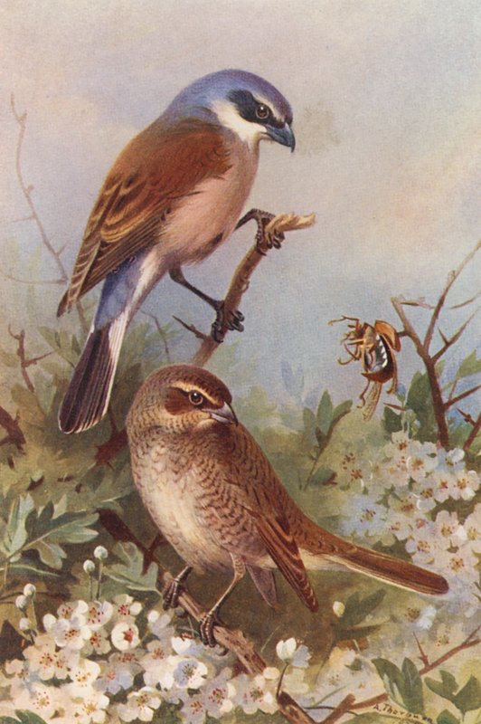  av Archibald Thorburn