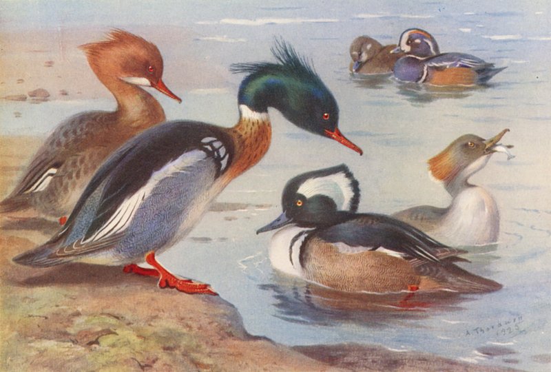  av Archibald Thorburn