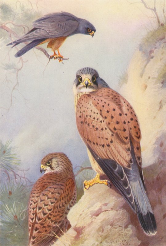  av Archibald Thorburn