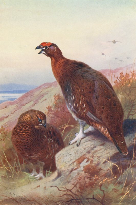  av Archibald Thorburn