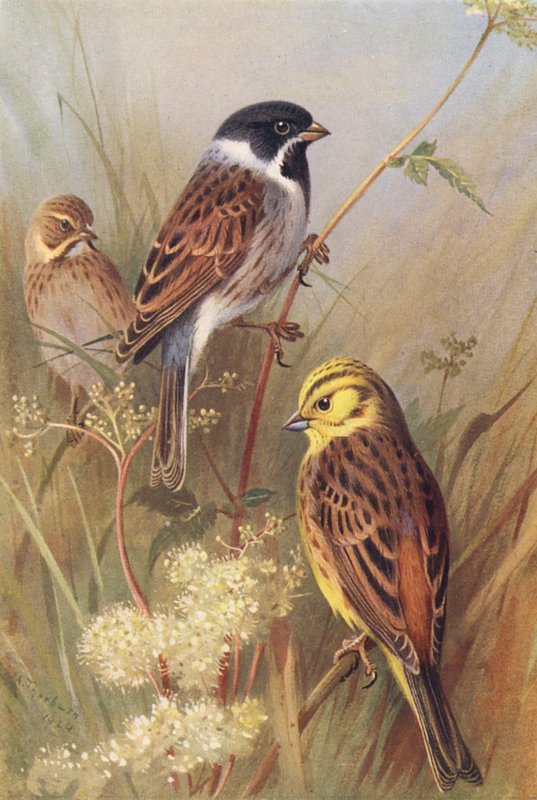  av Archibald Thorburn
