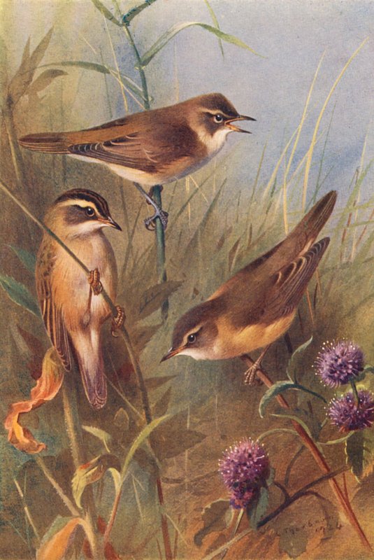  av Archibald Thorburn