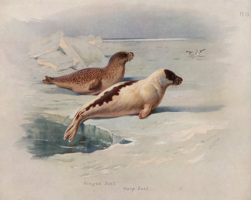 Ringsel, grønlandssel av Archibald Thorburn