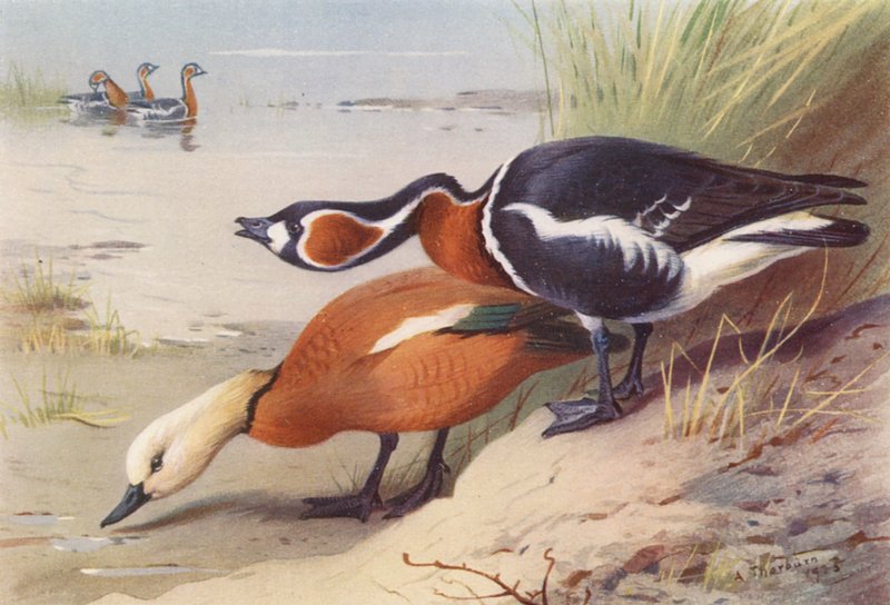  av Archibald Thorburn