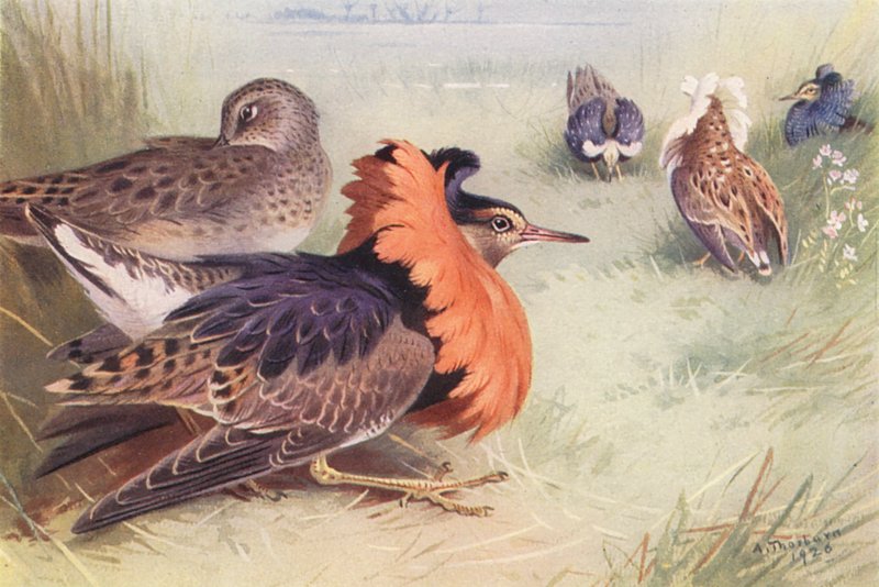 Ruff (fire typer hann og hunn) (fargelitografi) av Archibald Thorburn