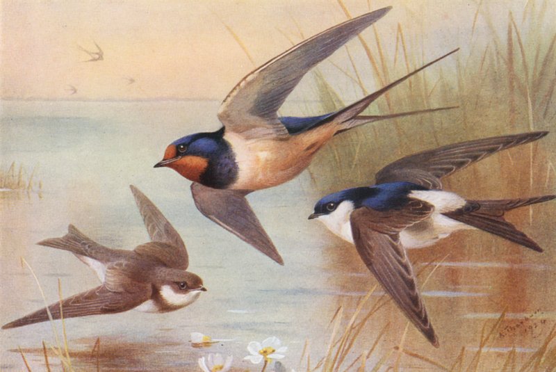  av Archibald Thorburn
