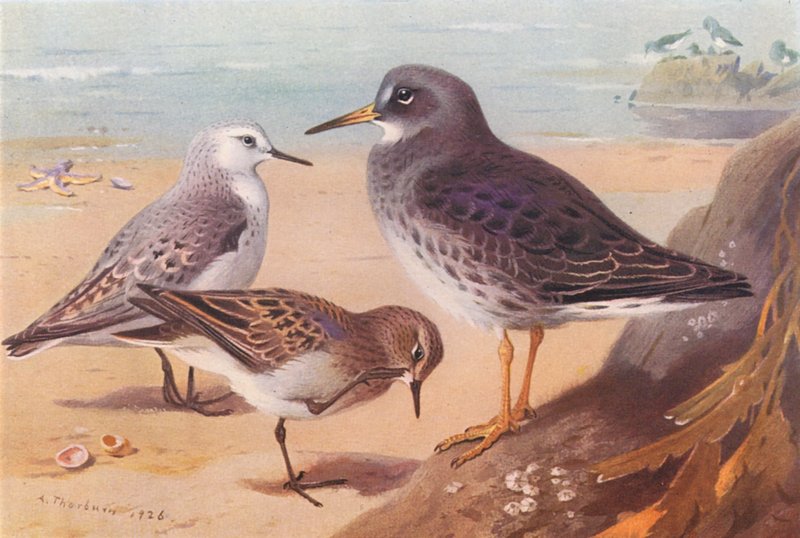  av Archibald Thorburn
