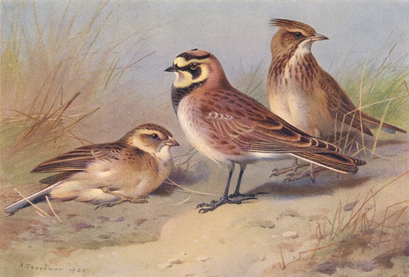  av Archibald Thorburn