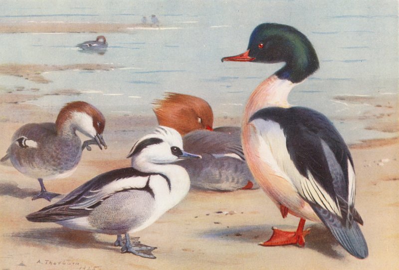  av Archibald Thorburn