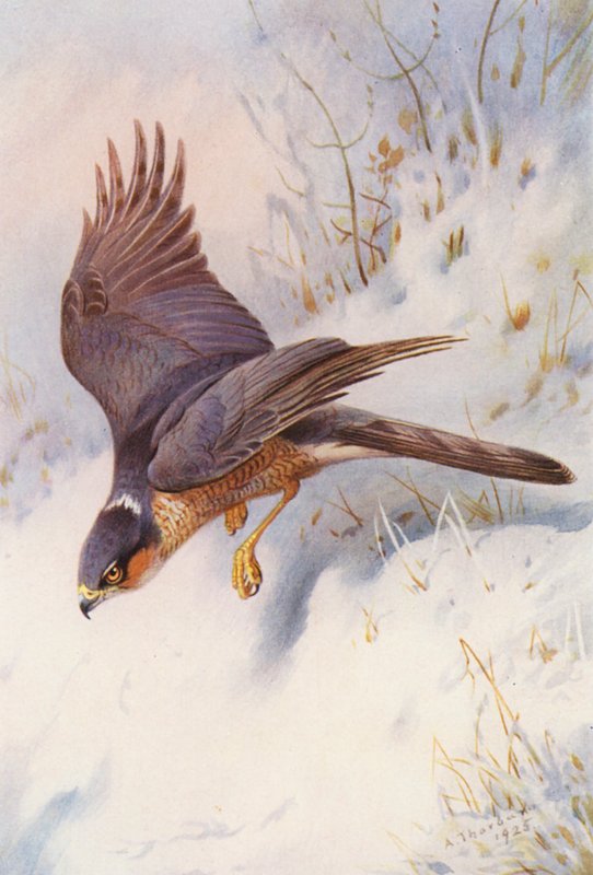  av Archibald Thorburn