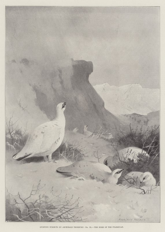 Idrettsfag, ripens hjem av Archibald Thorburn