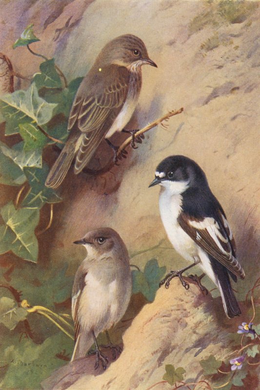  av Archibald Thorburn