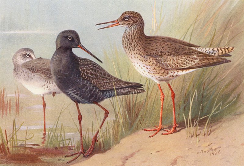  av Archibald Thorburn