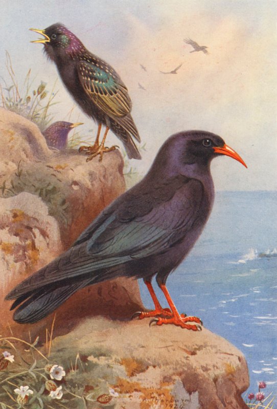  av Archibald Thorburn