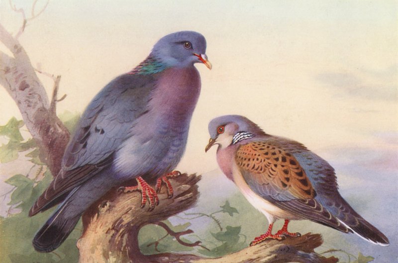 Stokkdue, Turteldue (fargelitografi) av Archibald Thorburn