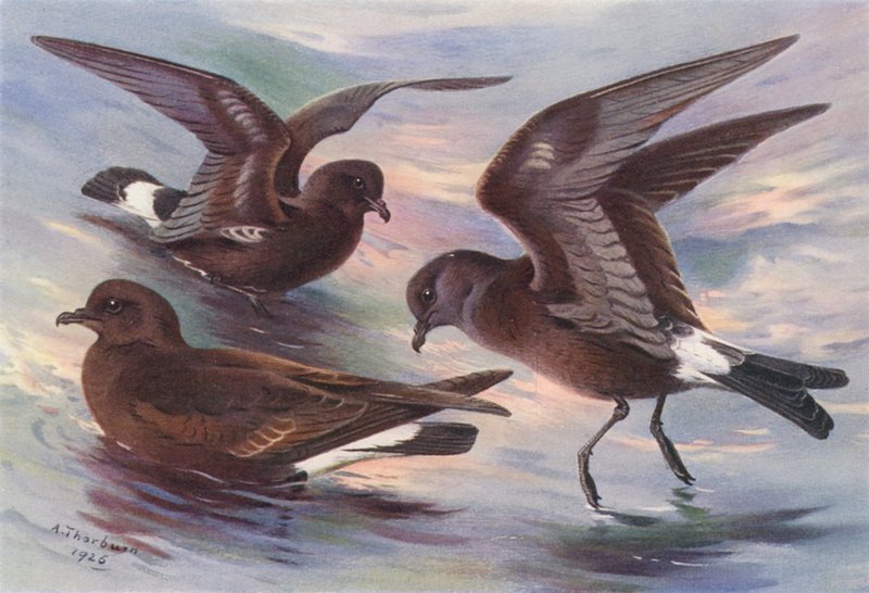  av Archibald Thorburn