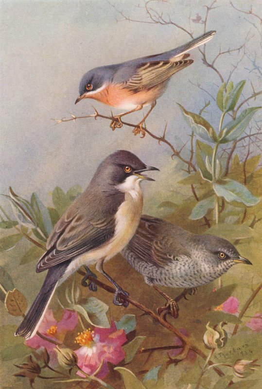  av Archibald Thorburn