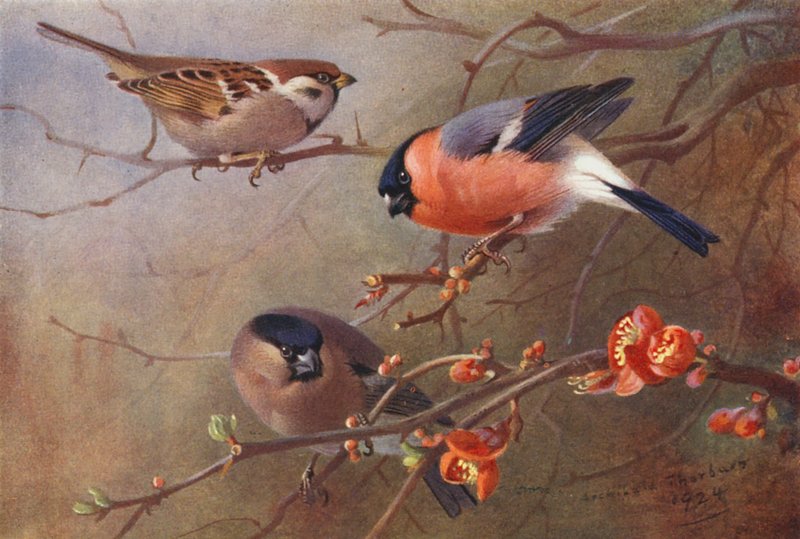  av Archibald Thorburn