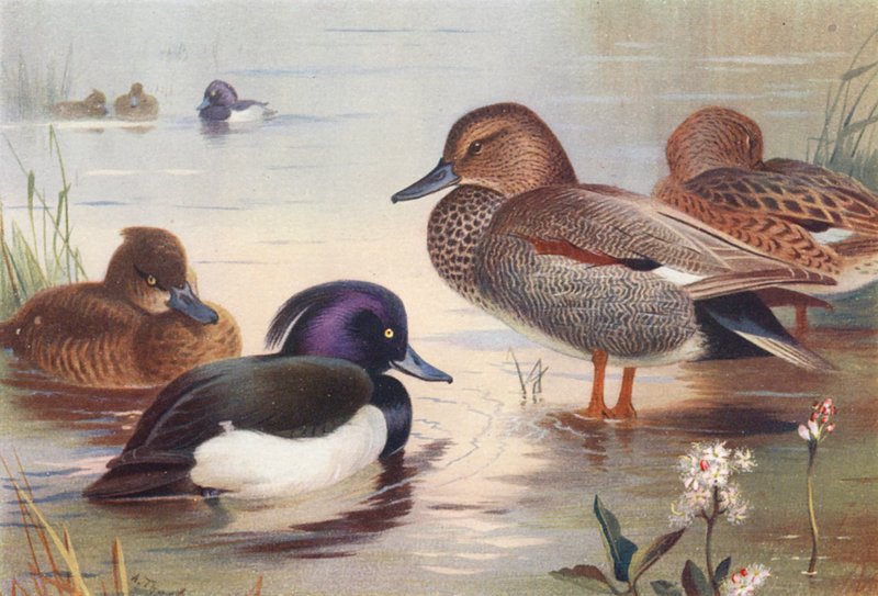  av Archibald Thorburn