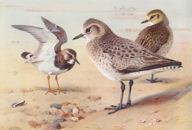  av Archibald Thorburn