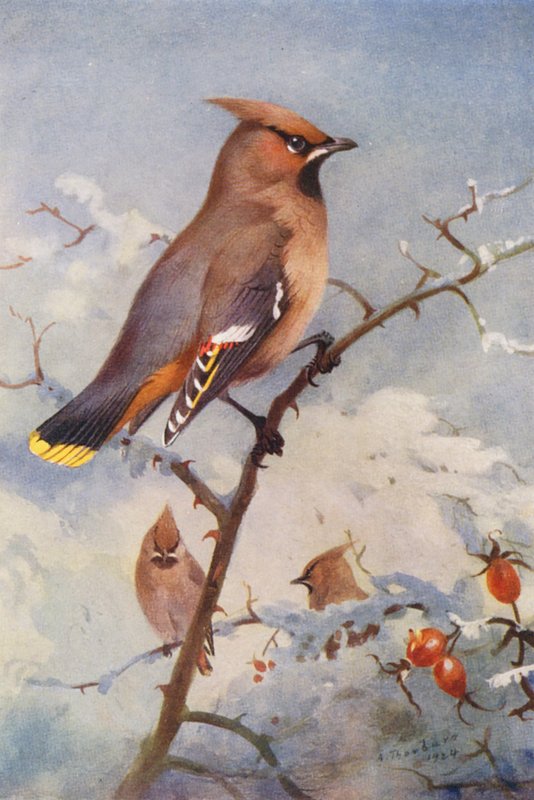  av Archibald Thorburn