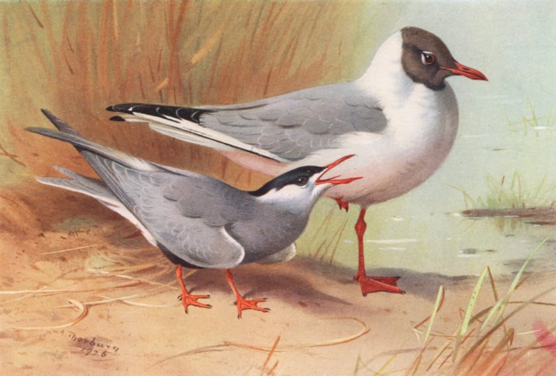  av Archibald Thorburn