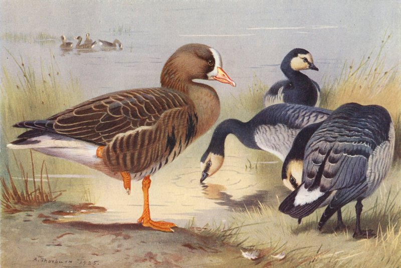  av Archibald Thorburn