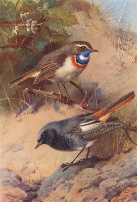 av Archibald Thorburn
