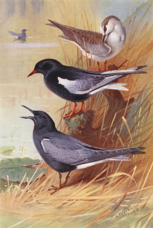 Hvitvinget svartterne (voksen og ung), svartterne (fargelitografi) av Archibald Thorburn