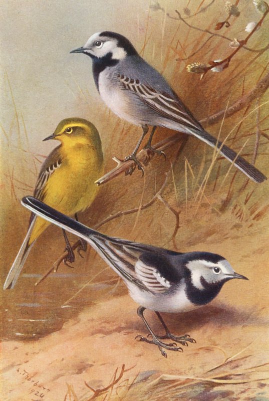 Hvit linerle, gul linerle, svartkledd linerle (fargelitografi) av Archibald Thorburn