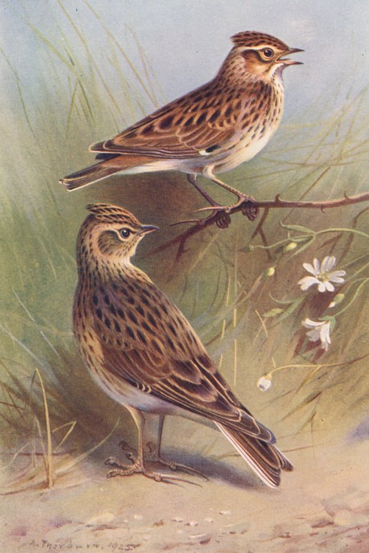  av Archibald Thorburn