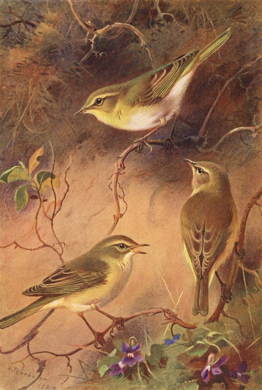  av Archibald Thorburn