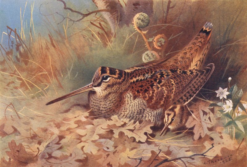  av Archibald Thorburn