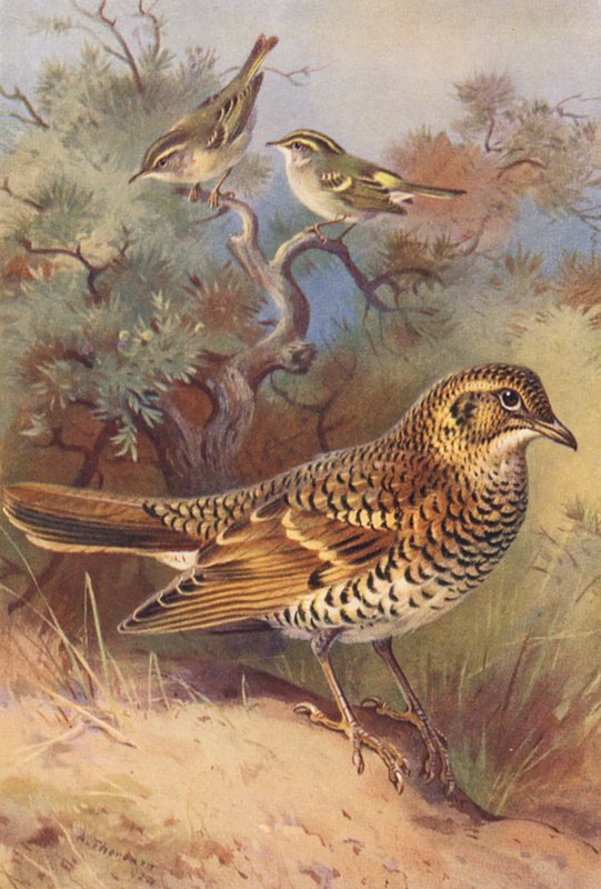  av Archibald Thorburn