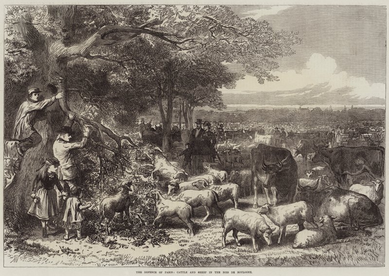 Forsvaret av Paris, storfe og sauer i Bois de Boulogne av Arthur Hopkins
