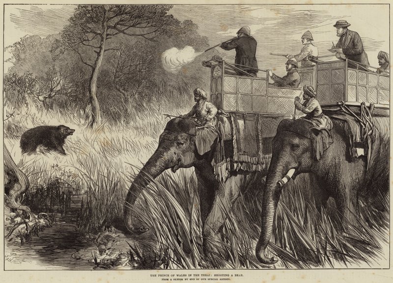 Prinsen av Wales i Terai, skyter en bjørn av Arthur Hopkins