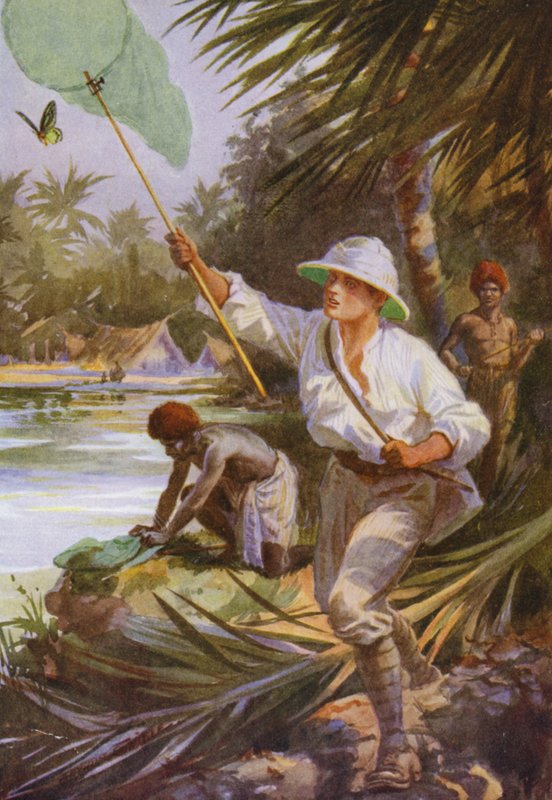 Vakre sommerfugler: En samler på jobb i New Guinea (farge litho) av Arthur Twidle