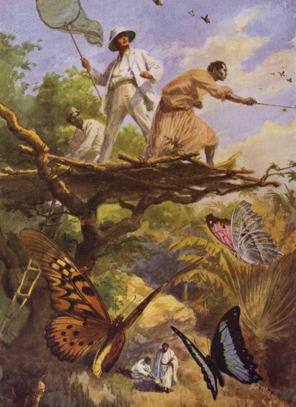 Vakre sommerfugler: Fanger Urania Rhiphoeus på Madagaskar (litho-farge) av Arthur Twidle