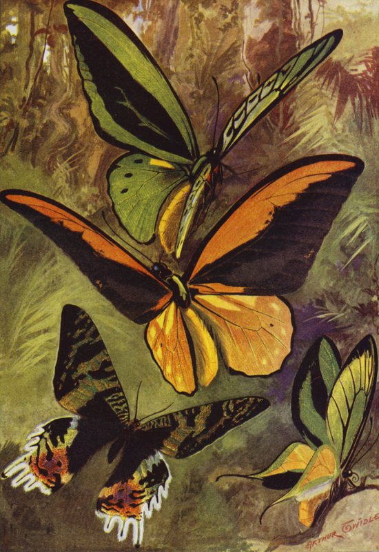 Vakre sommerfugler: Ornithoptere, eller fuglevingesommerfugler, og Urania Rhipheus (farge litho) av Arthur Twidle