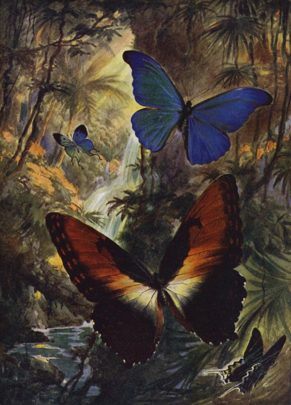 Vakre sommerfugler: De to fineste morfosene (farge litho) av Arthur Twidle