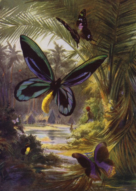 Vakre sommerfugler: Troides Alexandrae, den største av alle sommerfugler (farge litho) av Arthur Twidle