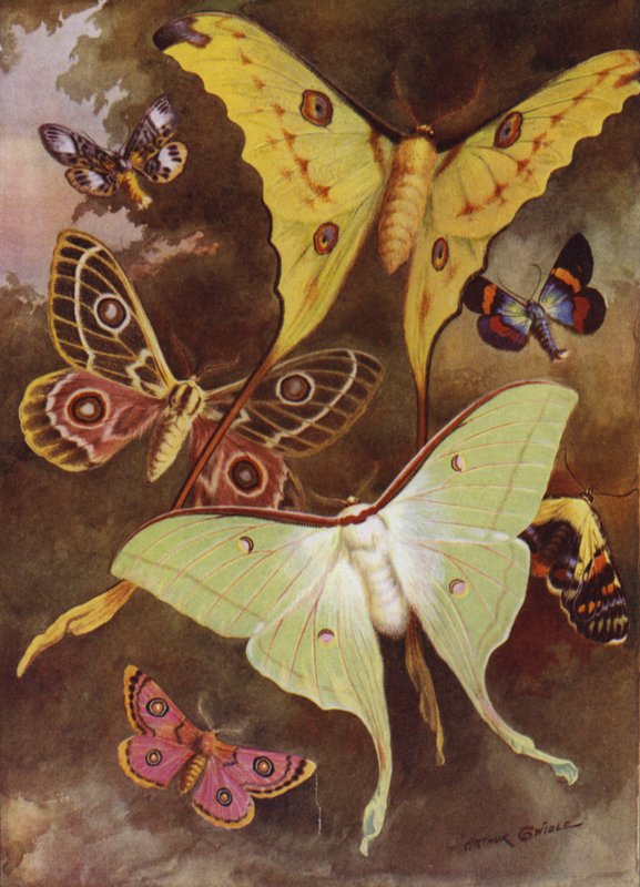 Vakre sommerfugler: Ulike møll, med den mest fantastiske møll i verden, fra Madagaskar (farge litho) av Arthur Twidle