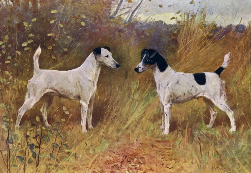 Rival Beauties, Champion Donna Fortuna og Champion Duchess of Durham (farge litho) av Arthur Wardle