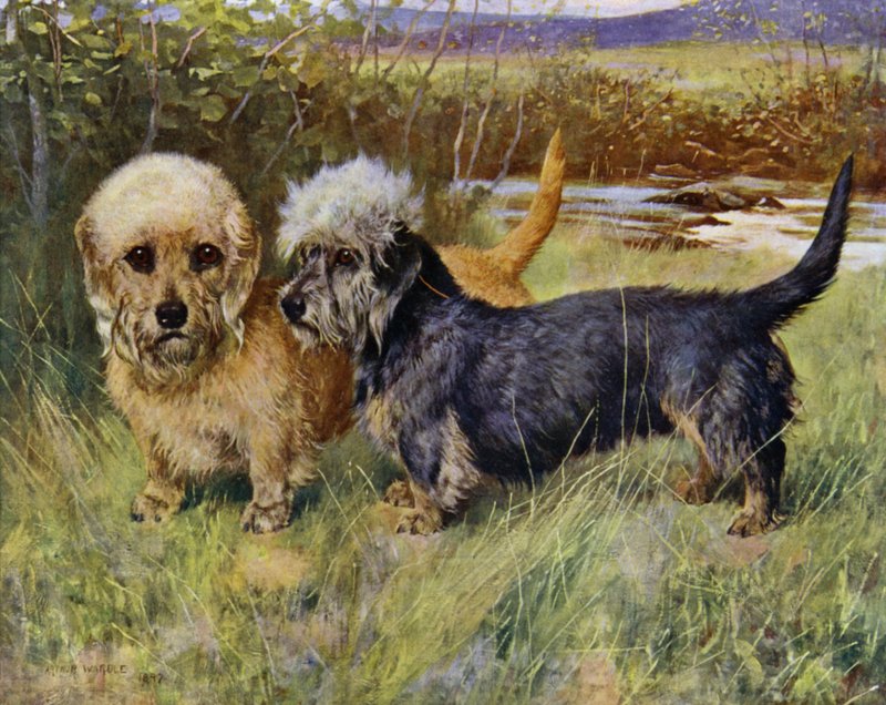 Dandie Dinmont Terrier, Ch Blacket House Yet, Mustard og Ch Ancrum Fanny, Pepper (farge litho) av Arthur Wardle