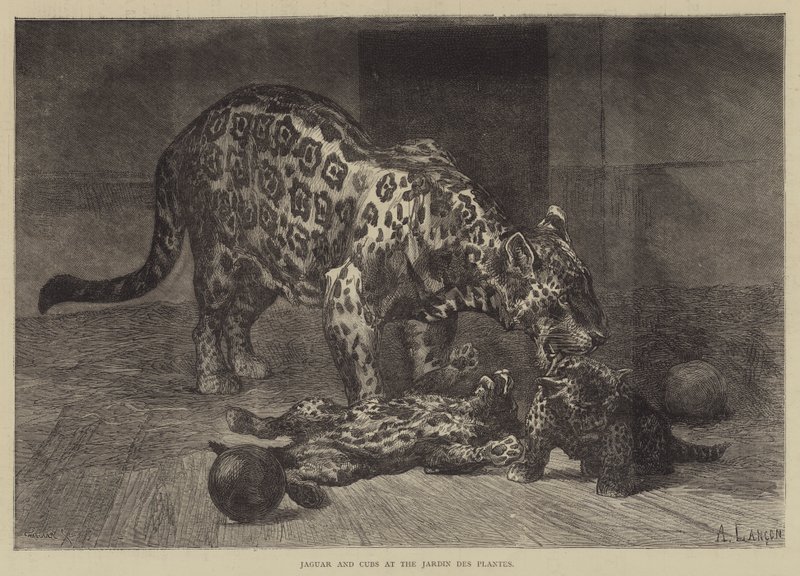 Jaguar og Cubs på Jardin des Plantes av Auguste Andre Lancon