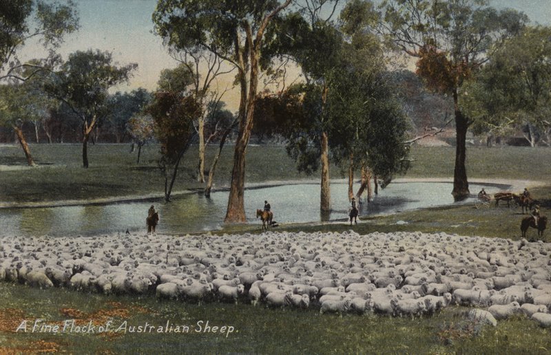 En fin flokk australske sauer av Australian Photographer