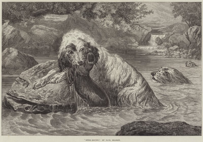 Otter-hunder av Basil Bradley